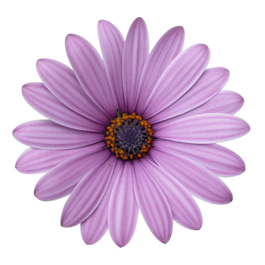 Cape Daisy Antique Rose