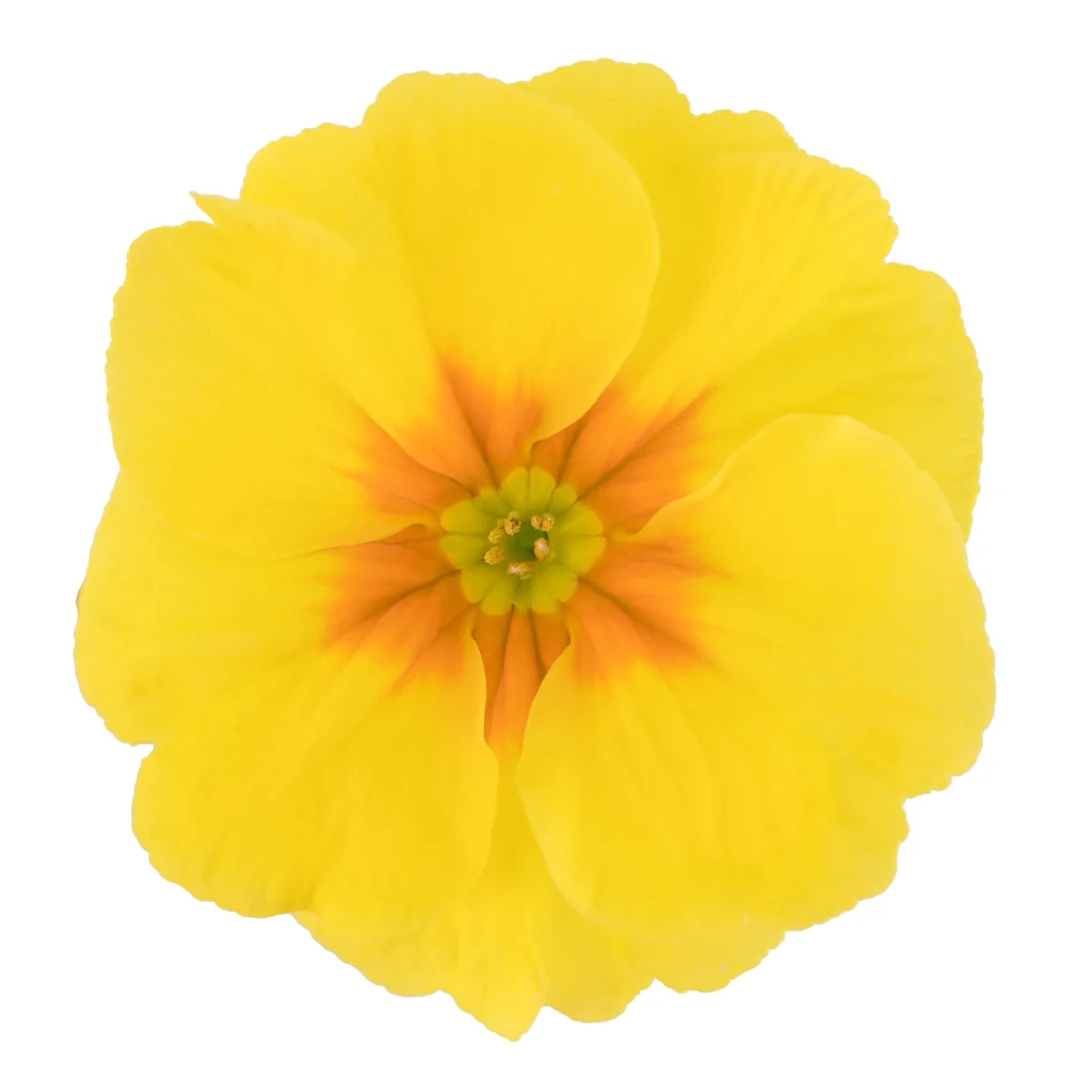 Primula Danique Yellow
